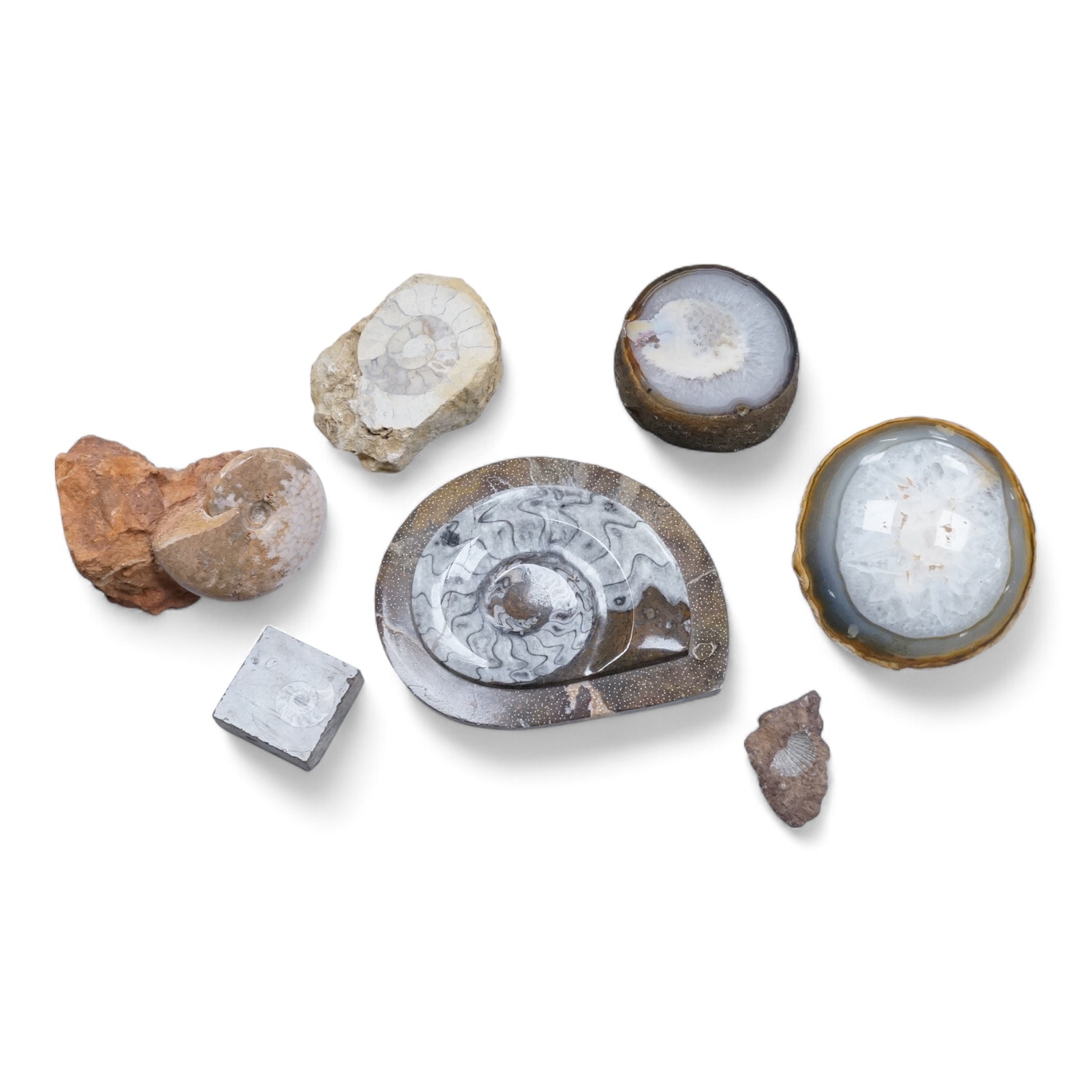 Natural history interest, comprising four ammonites, a fossil and two gemstones